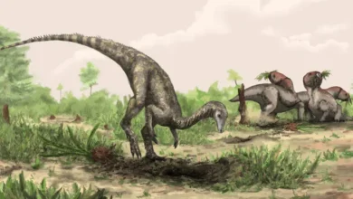 Dinosaurs may not be in decline