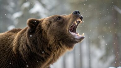 Russian man survives bear attack