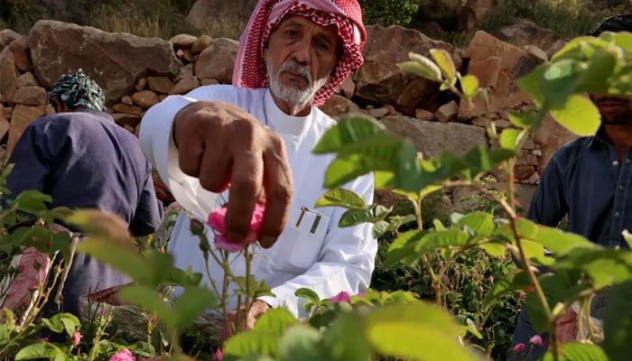 Saudi city of roses