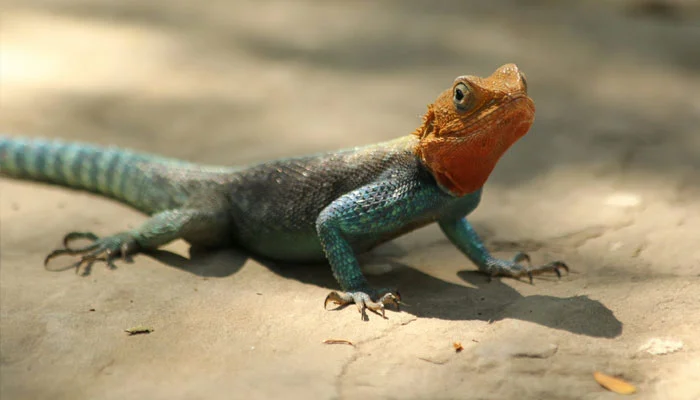 Indian wildlife smuggler