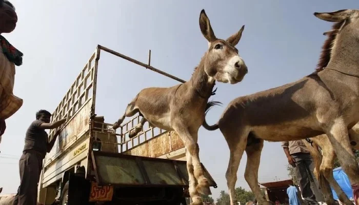 licences to export donkey meat